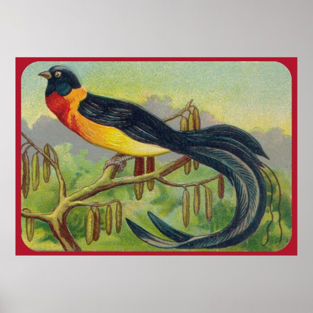 Impression vintage d'oiseaux tropicaux (Devant)