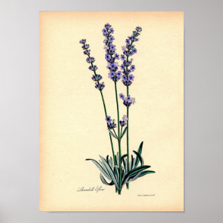 Impression vintage - Lavande