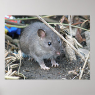 Impression Young Wild Rat