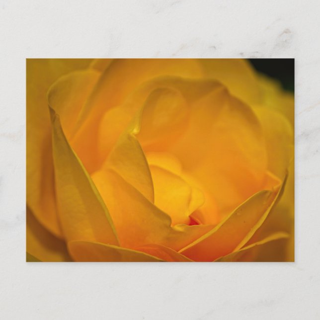 Impressionist Yellow Rose Petals  Postcard (Front)