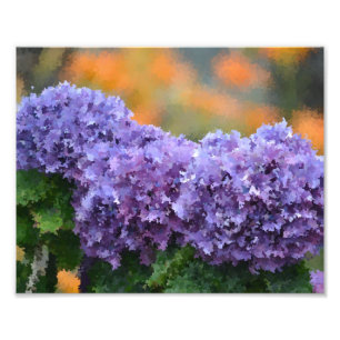 Impressionistic Hydrangeas Photo Print