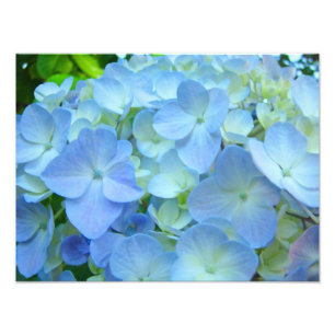 Impressions d'art de fleurs d'hortensias floraux b