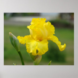 Impressions d'art de fleurs d'iris jaunes Iris