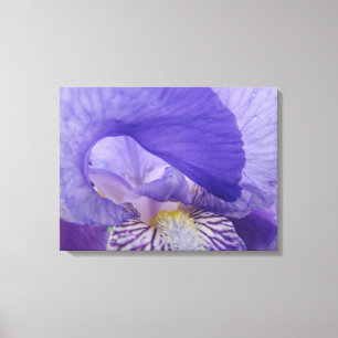 Impressions d'art de fleurs d'iris toile Iris viol