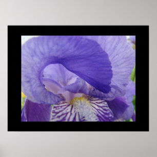 Impressions d'art de fleurs d'iris violettes Irise