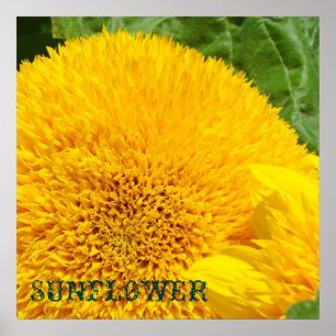 Impressions d'art de tournesol Fleurs florales déc