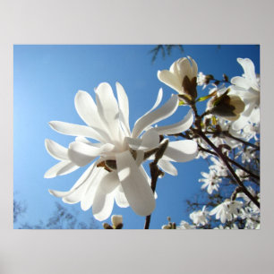Impressions d'art fin de fleurs de magnolia blanch