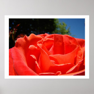 Impressions d'art fines de fleurs de rose rouges f