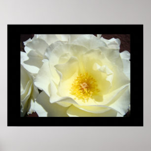 Impressions d'art fines de fleurs roses blanches j