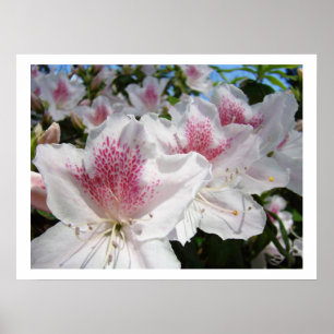 Impressions d'art floral Fleurs d'azalée blanches