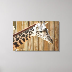Impressions de photos de girafe