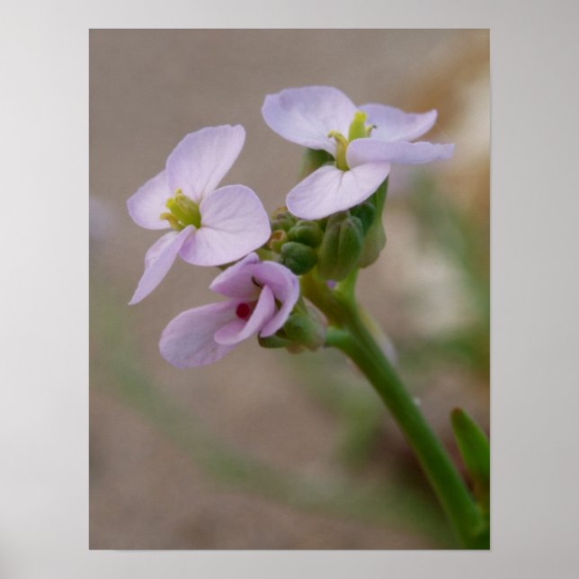 Impressions photographiques de fleurs (Devant)