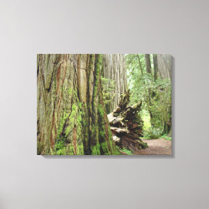 Impressions sur toile d'arbres de séquoia rouge cô