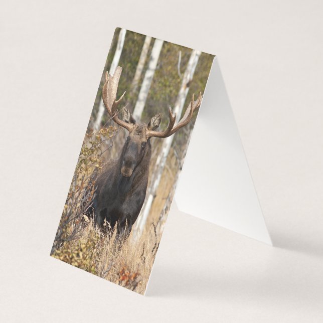 Impressive Bull Moose (Front)