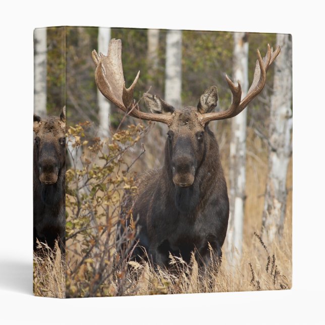 Impressive Bull Moose Binder (Front/Spine)