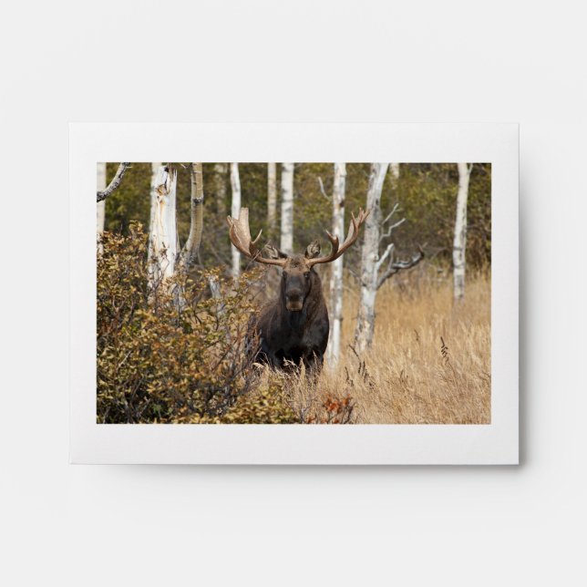Impressive Bull Moose Envelope (Front)