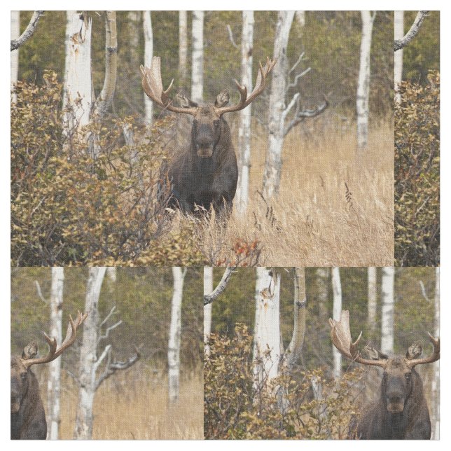 Impressive Bull Moose Fabric (Close Up)