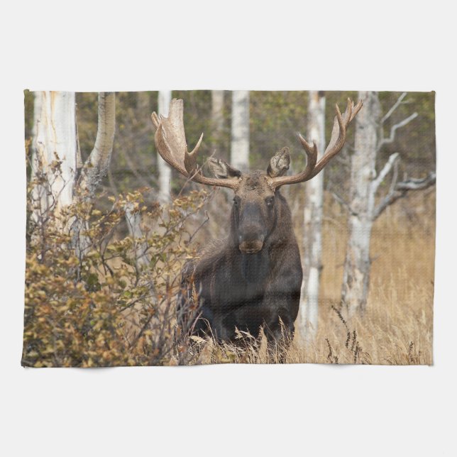 Impressive Bull Moose Kitchen Towel (Horizontal)