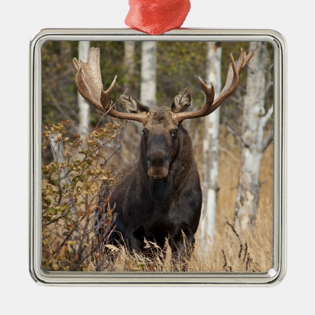 Impressive Bull Moose Metal Ornament (Front)