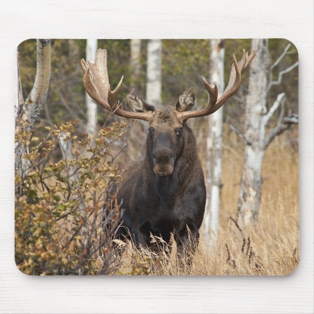 Impressive Bull Moose Mouse Pad (Front)