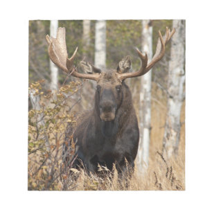 Impressive Bull Moose Notepad