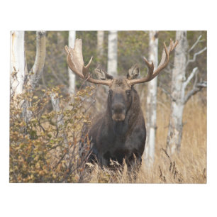 Impressive Bull Moose Notepad