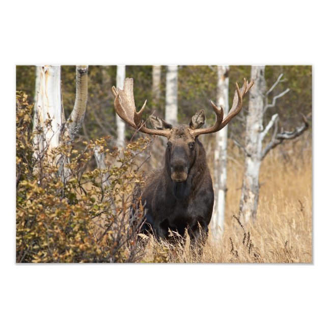 Impressive Bull Moose Photo Print (Front)