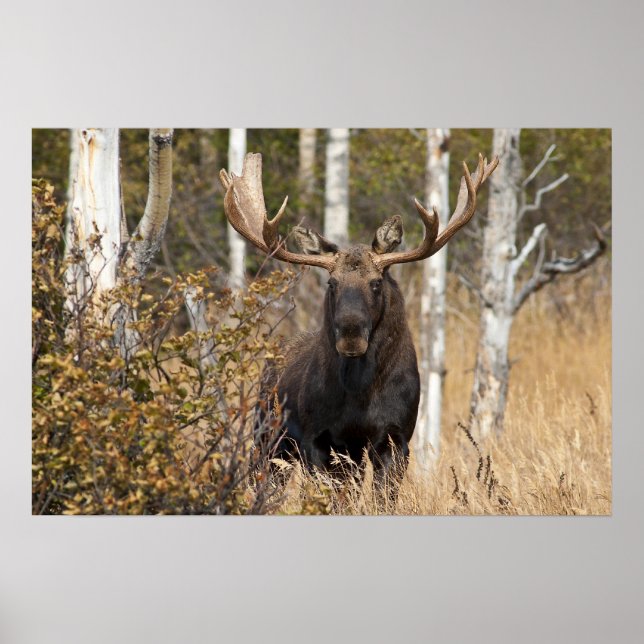 Impressive Bull Moose Poster (Front)