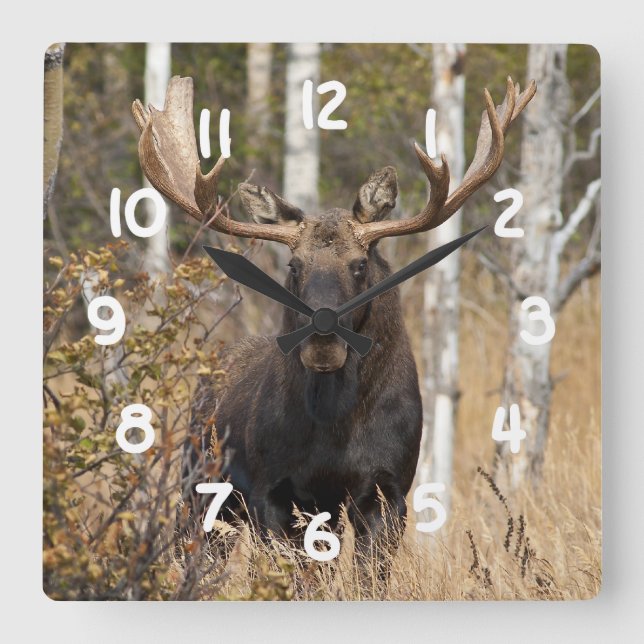 Impressive Bull Moose Square Wall Clock (Front)