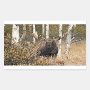 Impressive Bull Moose Sticker