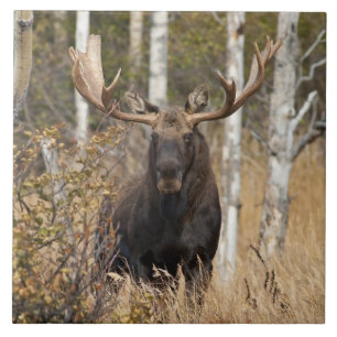 Impressive Bull Moose Tile