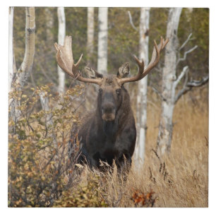 Impressive Bull Moose Tile
