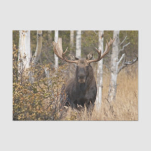 Impressive Bull Moose Tissue Paper