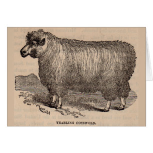 Imprimé au 19e siècle année Cotswold brebis