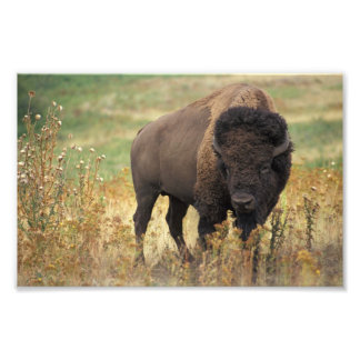 Imprimer la photo American Bison