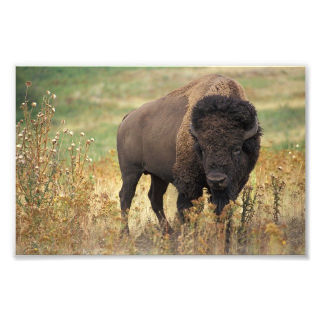 Imprimer la photo American Bison (Devant)