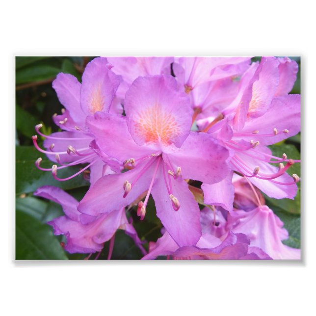 Imprimer la photo des fleurs Rhododendron (Devant)