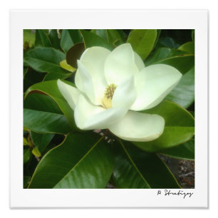 Imprimer la photo Magnolia Bloom