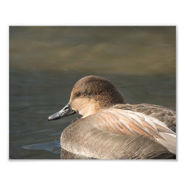 Imprimer la photographie de canard à bardeaux (Devant)