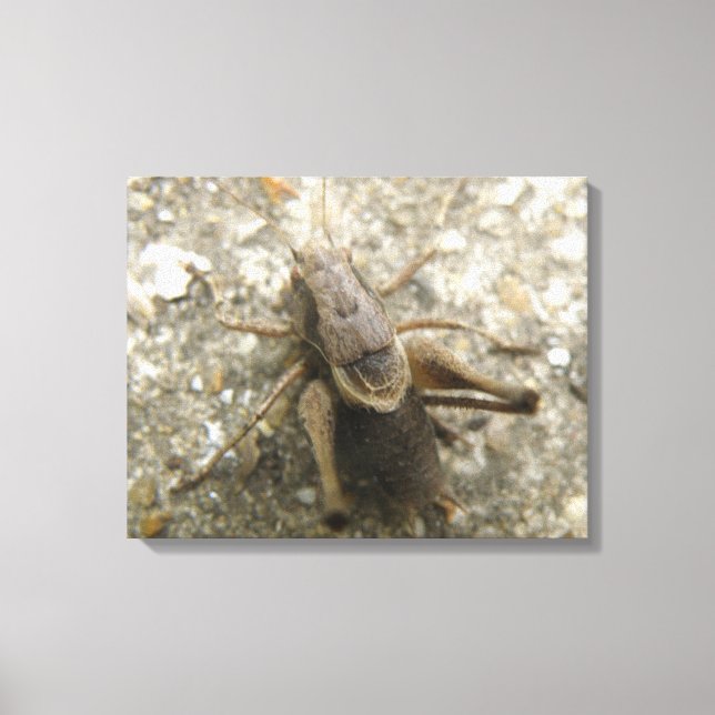 Imprimer la toile de cricket Brown (Recto)
