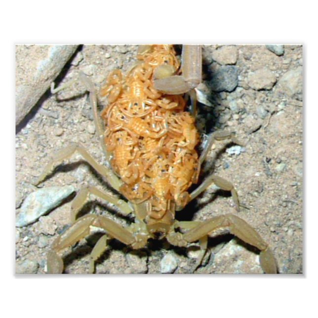Imprimer Photo Arizona Bark Scorpion avec bébés (Devant)