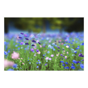 Imprimer photo bleu de Cornflower