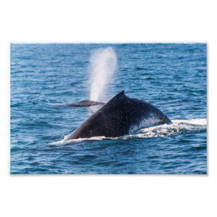 Imprimer photo de baleine à bosse
