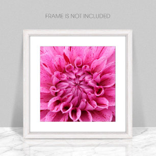 Imprimer photo de gros plan Dahlia rose (Fleur ros