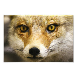 Imprimer photo face Fox
