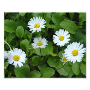 Imprimer photo Fleurs de marguerite blanche