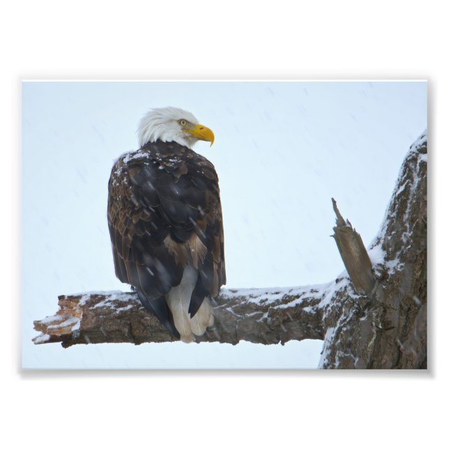 Imprimer photo hiver de l'aigle à tête blanche (Devant)