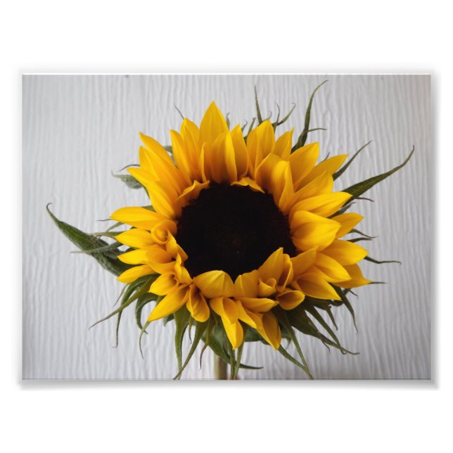 Imprimer photo tournesol (Devant)