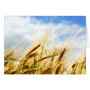 In a Crop Circle in the sun