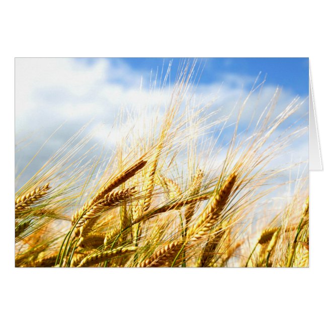 In a Crop Circle in the sun (Front Horizontal)